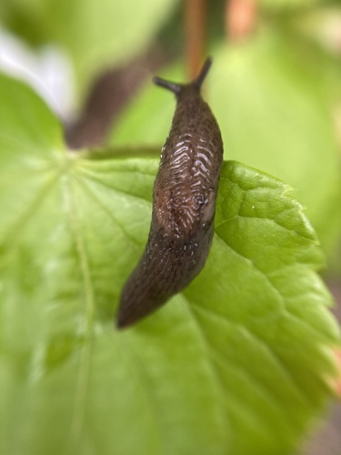 Chestnut Slug