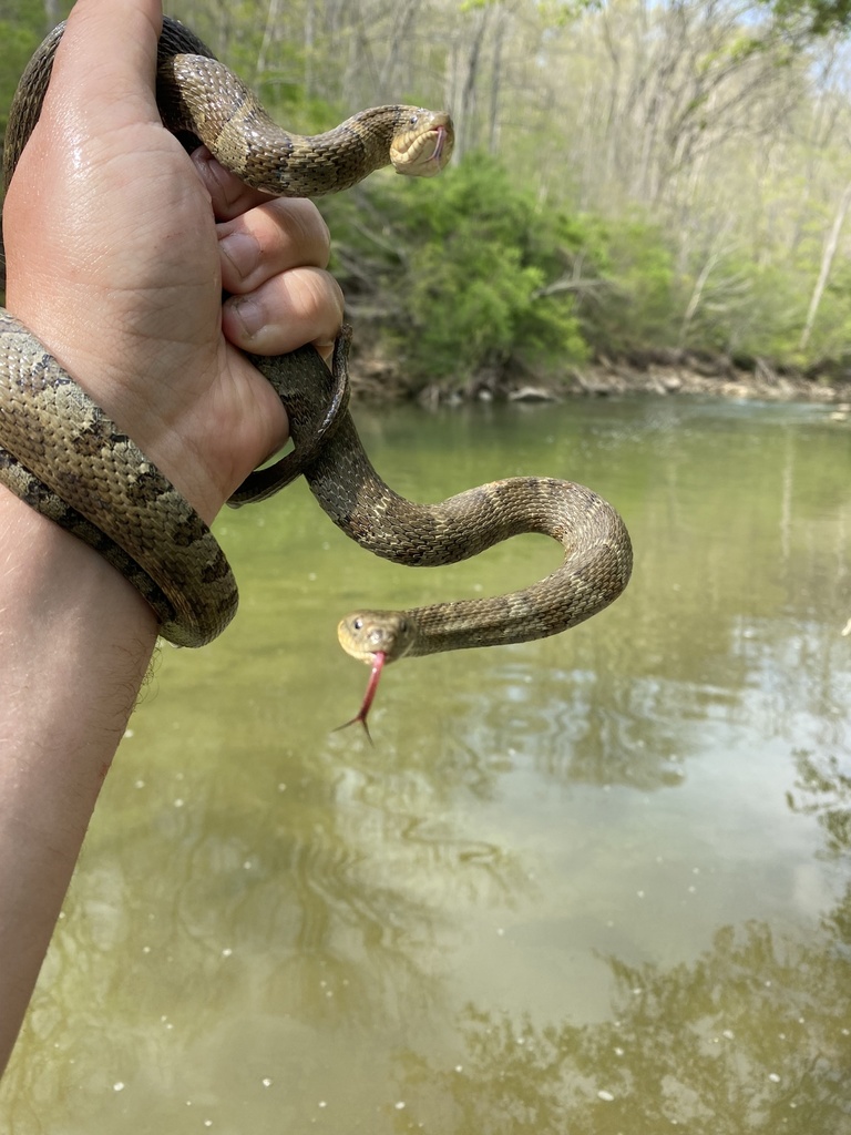 Northern Watersnake from Gunpowder Creek Nature Park, Burlington, KY
