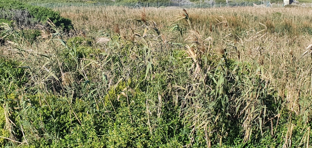 common reed from Macassar, Cape Town, 7134, South Africa on May 01 ...
