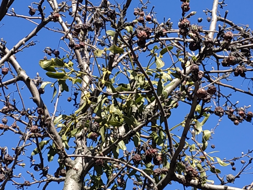 European mistletoe from Санкт-Петербург, Россия, 199106 on May 1, 2022 ...