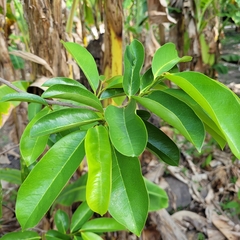 Annona muricata image