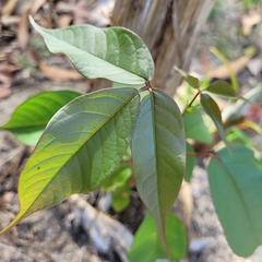 Bursera simaruba image