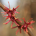 Witch-Hazels - Photo (c) mattbuckingham, all rights reserved