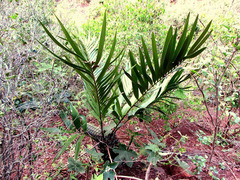 Zamia encephalartoides image