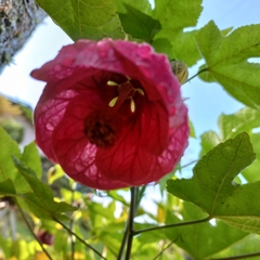 Callianthe picta image