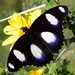 Danaid Eggfly - Photo (c) Ian N. White, all rights reserved, uploaded by Ian N. White