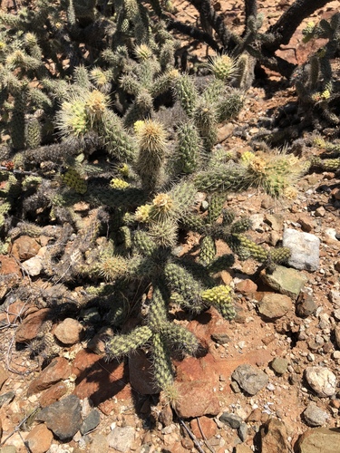 Brincadora Cholla