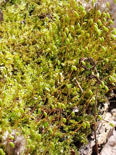 Ephemerum crassinervium var. crassinervium