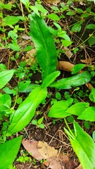 Eryngium foetidum image