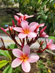 Plumeria rubra image