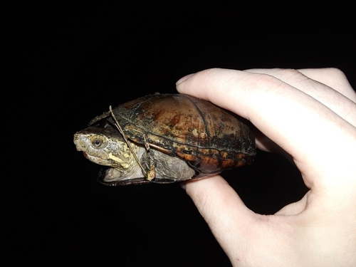 Red-cheeked Mud Turtle