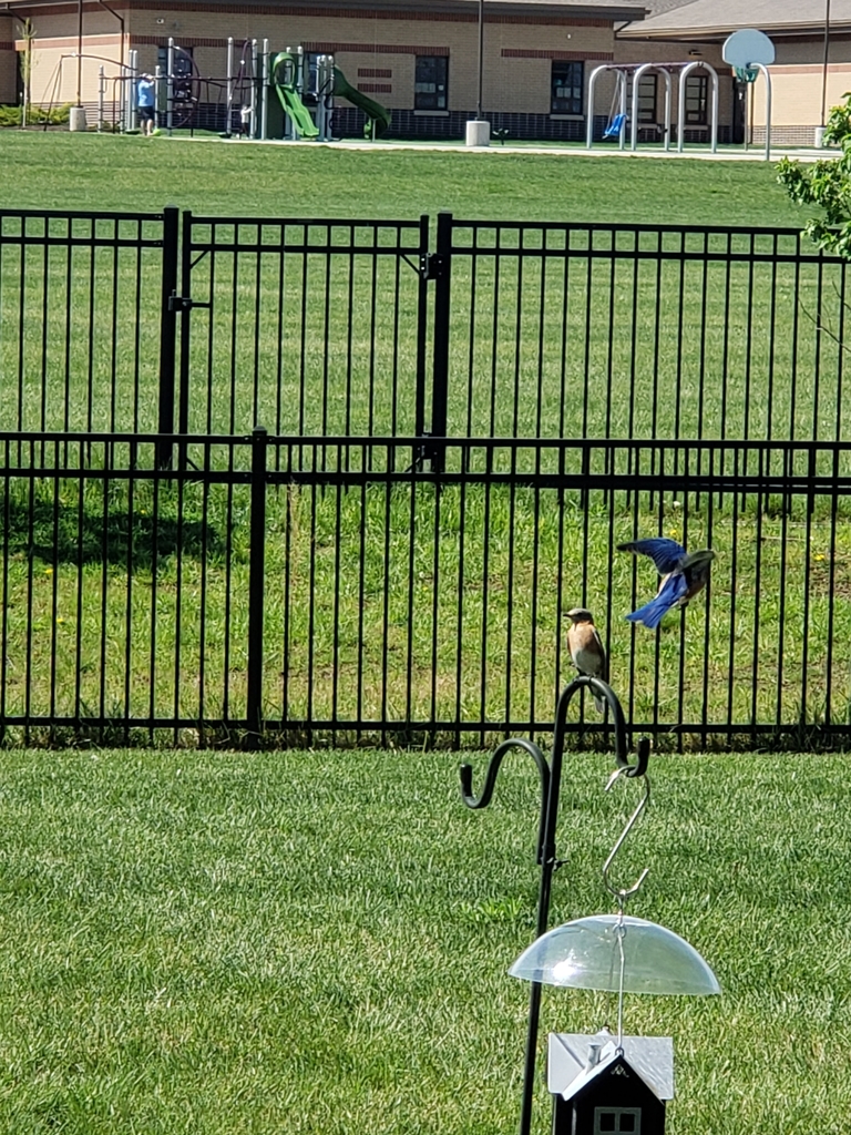 Eastern Bluebird from Timber Sage Elementary School on May 01, 2022 at 1059 AM by Jenny Widmer