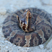 Florida Cottonmouth - Photo (c) captainjack0000, all rights reserved, uploaded by captainjack0000