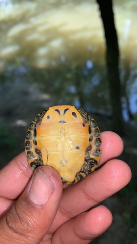 River Cooter