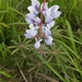 Wild Lupine - Photo (c) Megan Gray, all rights reserved, uploaded by Megan Gray