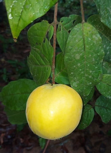 Eugenia stipitata - Leaves