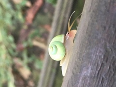 Leptopoma taivanum