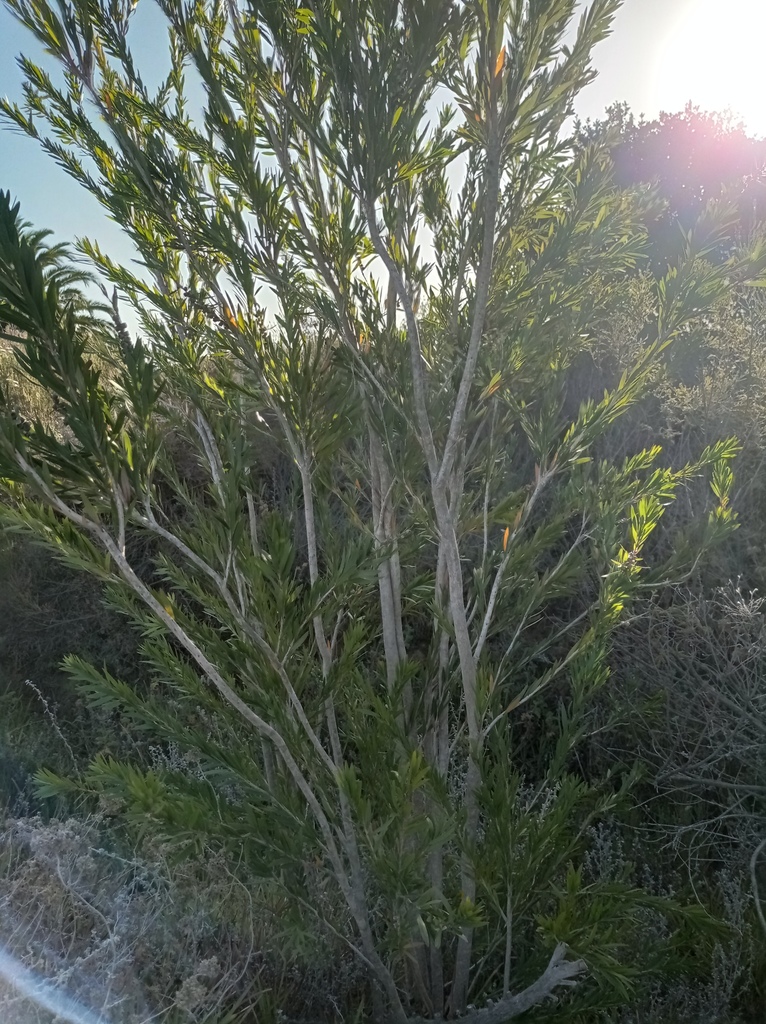 Melaleuca viminalis viminalis from Farm7/575, Overberg District ...