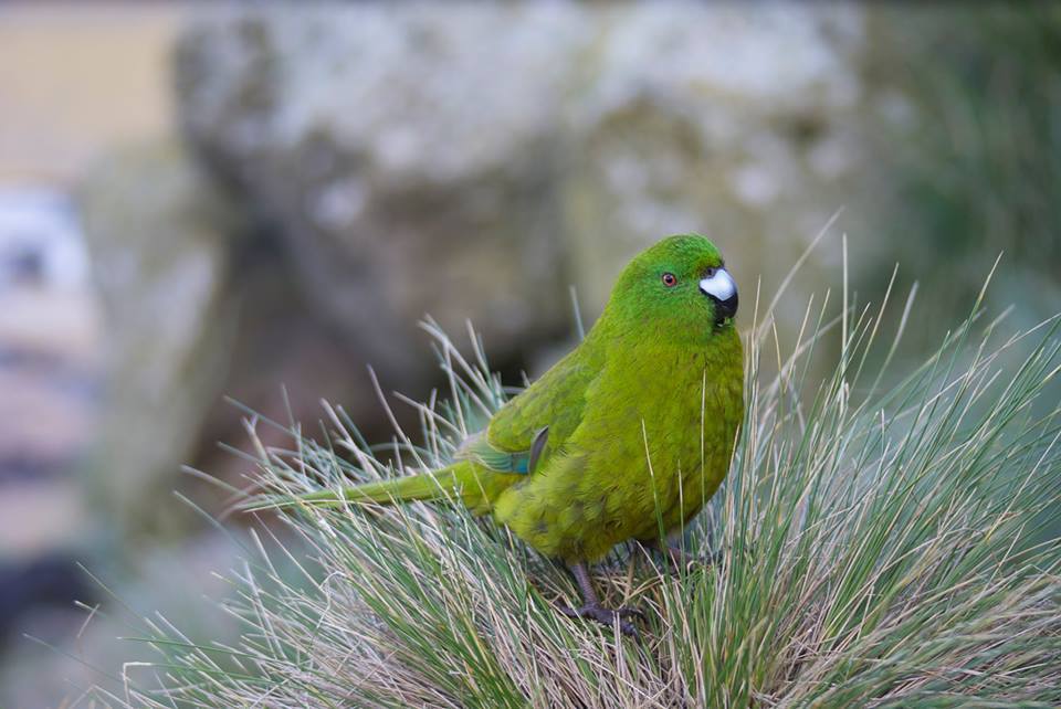 Antipodes Parakeet (Cyanoramphus unicolor) photo