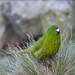 Antipodes Parakeet - Photo (c) Kimberley Collins, all rights reserved, uploaded by Kimberley Collins