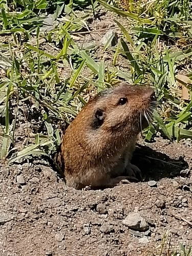 Southern California Pocket Gopher