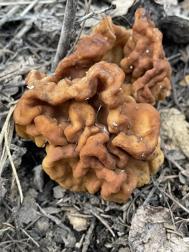 iNaturalist observation photo of Gyromitra