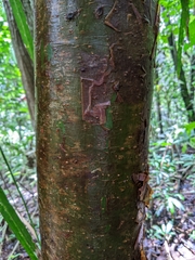 Bursera simaruba image