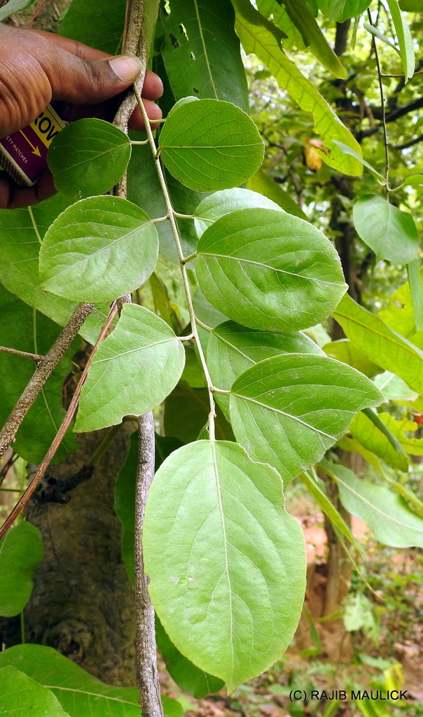 planta del intelecto 1000 Semillas Celastrus paniculatus planta del aceite negro Asklepios-seeds® climbing staff tree 