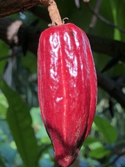 Theobroma cacao image