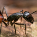 Giant Forest Ant - Photo (c) Lionel Lim, all rights reserved, uploaded by Lionel Lim