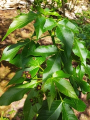 Jatropha gossypiifolia image