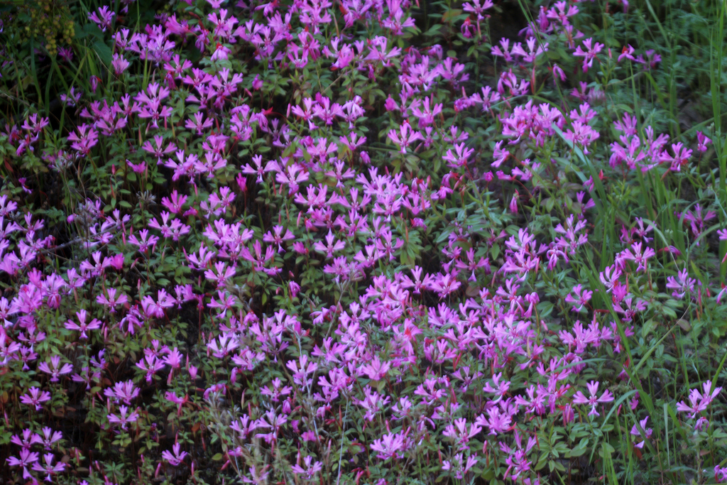 Red Ribbons, Clarkia concinna