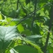 photo of Dragonflies (Anisoptera)