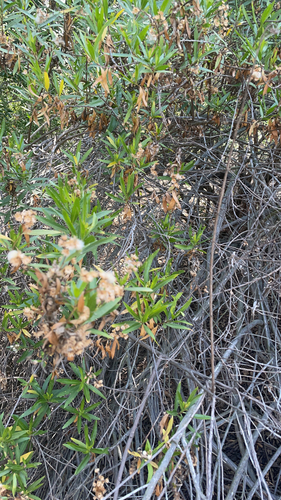 iNaturalist observation photo of mule fat