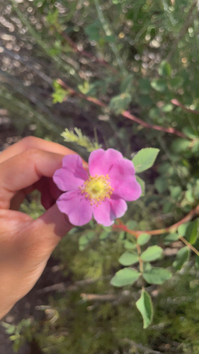 iNaturalist observation photo of California Wild Rose