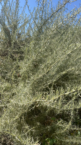 iNaturalist observation photo of California sagebrush