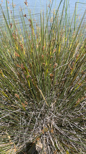 iNaturalist observation photo of spiny rush