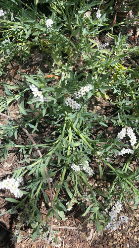 iNaturalist observation photo of alkali heliotrope