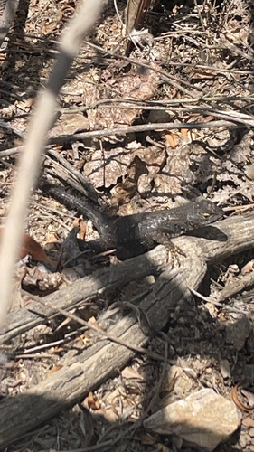 iNaturalist observation photo of Western Fence Lizard