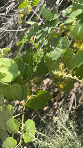 iNaturalist observation photo of desert wild grape