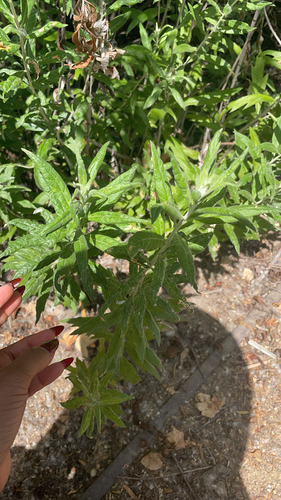 iNaturalist observation photo of California mugwort