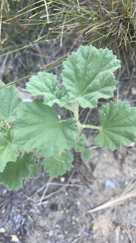 iNaturalist observation photo of alkali mallow