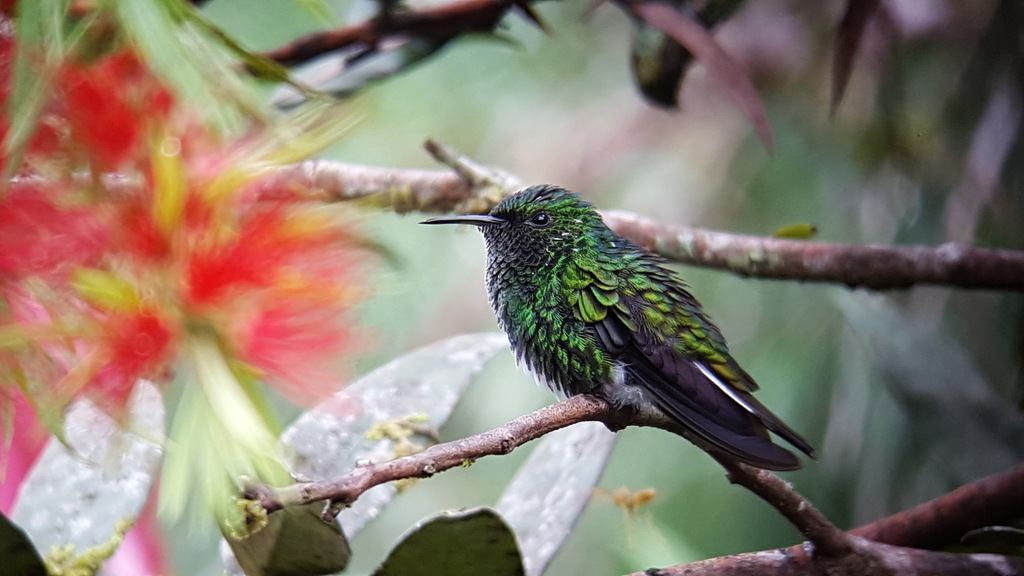 White-tailed Emerald photo