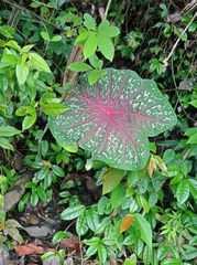 Caladium bicolor image