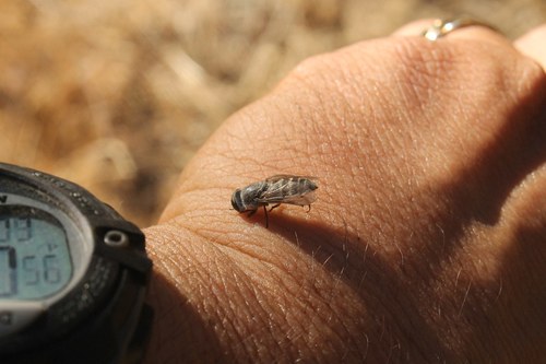 iNaturalist observation photo of True Horse Flies