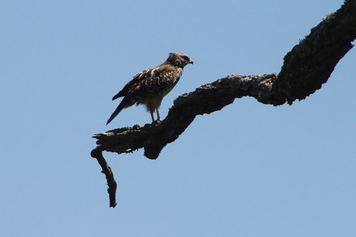 iNaturalist observation photo of Red-shouldered Hawk