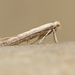 Morning-glory Leafminer Moth - Photo (c) David Beadle, all rights reserved, uploaded by David Beadle