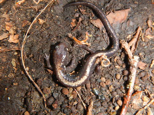 Shenandoah Salamander