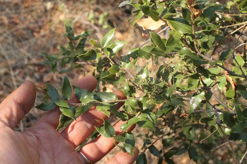 iNaturalist observation photo of canyon live oak