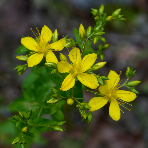 false spotted St. Johnswort (Hypericum pseudomaculatum)